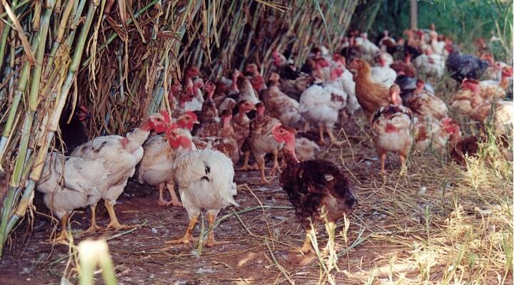 Guia Completo Sobre A Galinha New Hampshire Mundo Das Aves