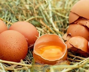 Produção de Ovos: Passos Simples para ter Sucesso na Produção