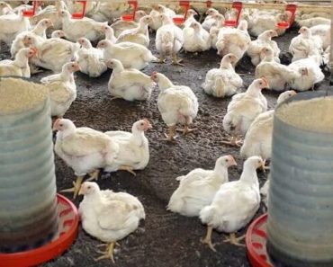 Fases de Criação do Frango de Granja e Cuidados Importantes