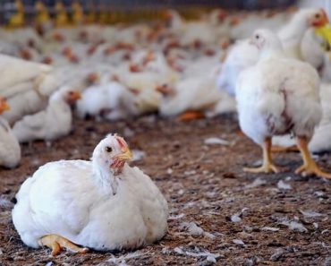 Galinhas Caipiras ou de Granja Qual devo escolher para criar