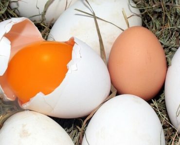 Ovo de Galinha Como Iniciar a Produção e Problemas Comuns
