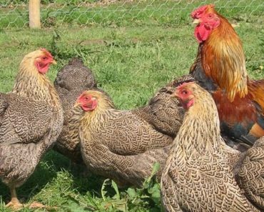 Aspergilose em Aves