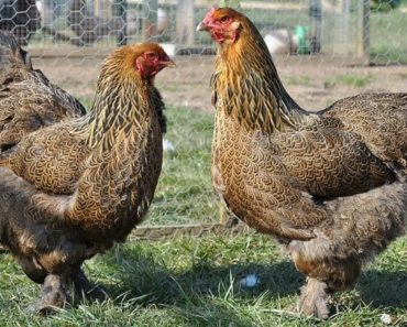 Guia Completo Sobre a Galinha Brahma