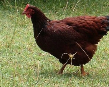Galinha Rhode Island Red