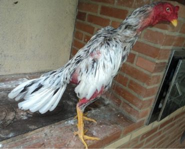Galo Indio Gigante