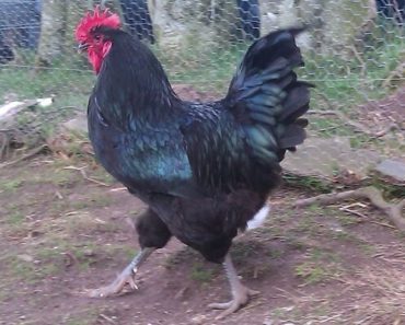 Galinha Gigante Negra de Jersey