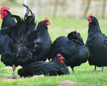 Galinha Australorp
