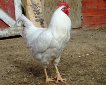 Galinha Cornish