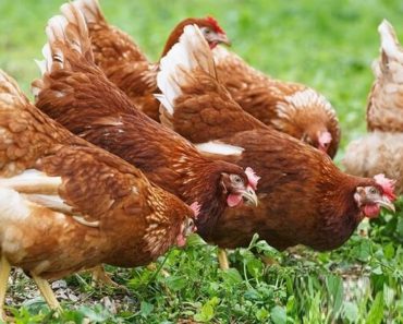 Plantas Medicinais Para Frangos Orgânicos