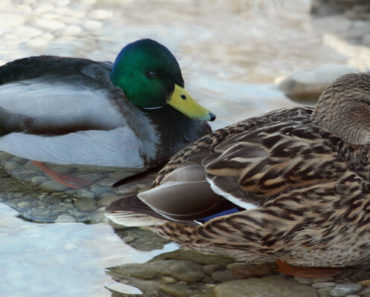 Guia Completo Sobre o Pato-Real